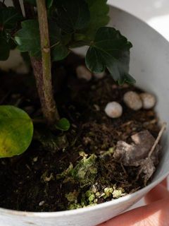 苔が生えている場合がございます