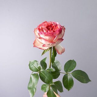 スタートレックの内側の花弁は花の特性で通常よりも花弁が多いため少々変色しやすいです。変色した花弁は優しく摘み取ってあげましょう。