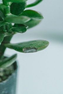 葉っぱは一部傷がついていることも。気になる場合はとってください。