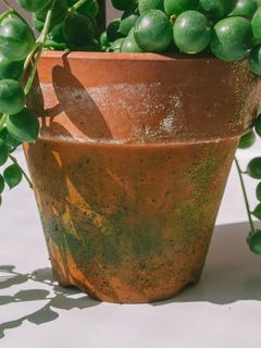 鉢に苔が生えております