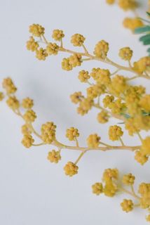 お花の蕾のイメージ。株が十分に育つと、春に花を咲かせます。大切なのは、「日当たり」「剪定時期」「肥料を与えすぎないこと」。