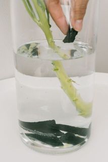 竹炭は、お部屋の消臭だけでなく、水の浄化にも使われる天然素材。花器の水に入れる使い方も楽しめます。