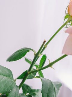 枝が切られてますが「芯止め（摘心）」という剪定を行っているためで、品質には問題ございませんのでご安心ください。
