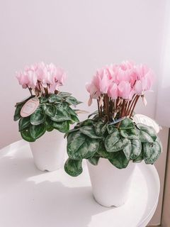 サイズや花付きには個体差がございます。