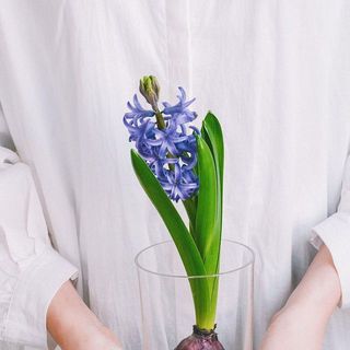 ヒヤシンスの色イメージ（色には個体差があります）※器はこちらの写真と異なります。
