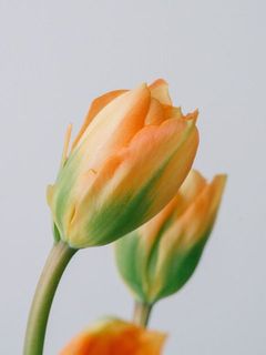 オレンジにグリーンの模様が入った品種です。