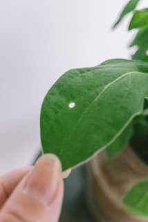 一部、葉が傷ついていたり茶色く変色している場合がございます。