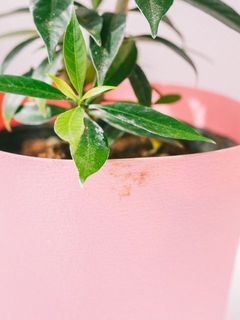 鉢に汚れがついている場合がございます。