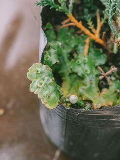 苔が生えている場合がございます。