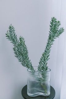 枝ぶりには個体差がございます。