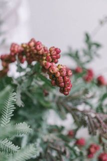 小さなぶどう🍇みたいなシンフォリカルポス