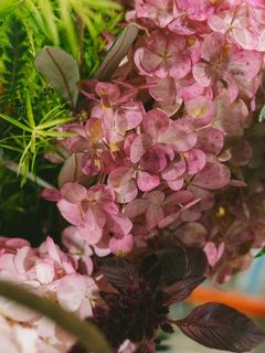 紫陽花はセミドライの状態でお届けします。