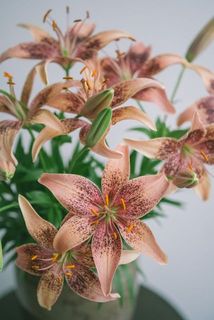 模様の出方には個体差があります。花粉は早めに取り除くと周りに付きづらいです。