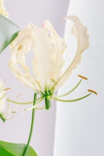 花粉が出ていることがございます。衣類などに付着すると取れづらいのでご注意ください。