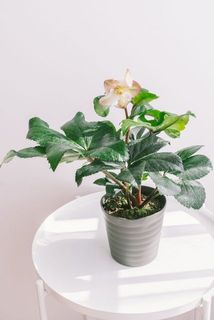 開花具合には個体差があります。