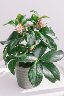 開花具合には個体差があります。