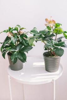 形、花付きには個体差があります。
