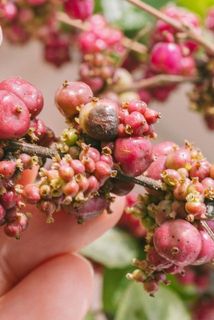 一部、実や葉が茶色く変色している場合がございます。