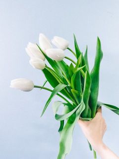 仕入れたての状態でお届けするため、写真よりもきゅっとした蕾でお届けすることも。だんだんと色付いてきます。