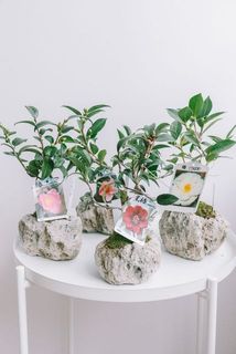 品種はおまかせになります