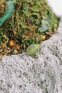 つぼみが落ちている場合がございます