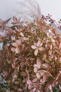 紫陽花のミナズキはセミドライの状態でお届けします。