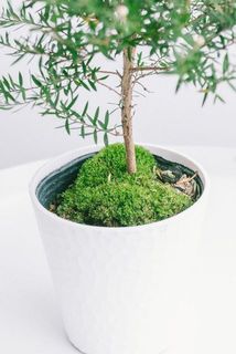 苔が生えている場合がございます