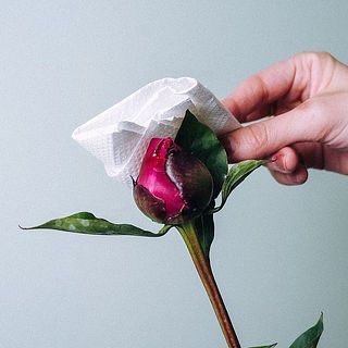 芍薬のつぼみは、蜜で少しベタついています。そのままにしておくと花が開きにくい原因となってしまうので、濡らしたキッチンペーパーなどでやさしく拭き取ってあげてください（写真は別の品種です）
