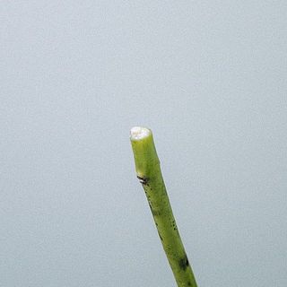 フウセントウワタの茎は、カットすると白い液が出るので肌が弱い方はご注意ください。カットした後は一度洗い流してから活けるのがポイント。