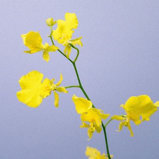 オンシジウムはひらひらの花びらがドレスのよう💃