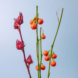 どちらかをお届け。