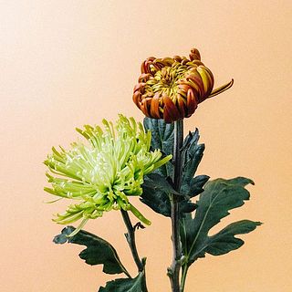 華やかな１輪咲きのマム「アナスタシア」と「フェゴダーク」。花首が折れやすいのでやさしく扱って。