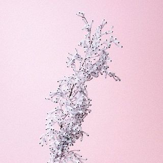 スモークブッシュ 