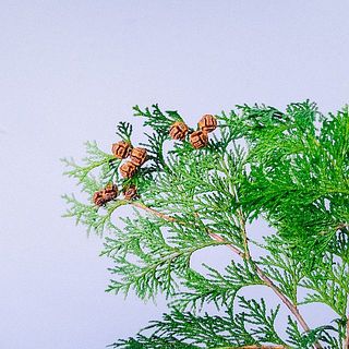 実がついているヒノキがかわいい🐿️