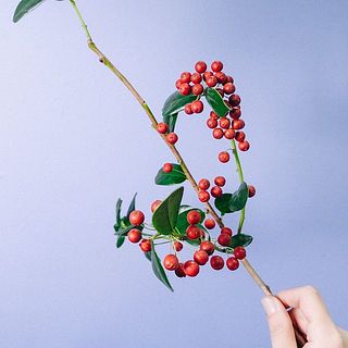 実のつき方には個体差がございます。ご了承ください。