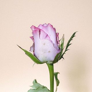 バラの外側の花びらは中を保護する役割なので、傷があることも。花の状態としては問題ありませんが、気になる場合はやさしく取ってあげてください。