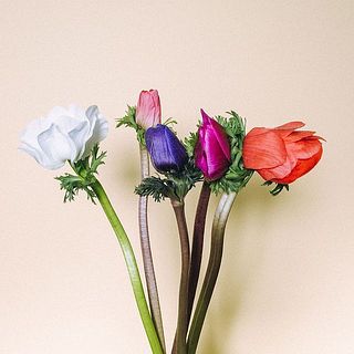 アネモネはこの中から2本お届けします。