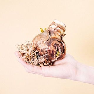 ぽってり姿がかわいい。受け皿などなくてもOK。このまま置いても育ちます。付属の苔の上に置いても、お気に入りの受け皿などに置くのもおすすめ。