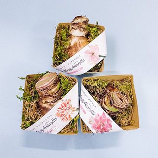 何色のお花が届くのかお楽しみに！