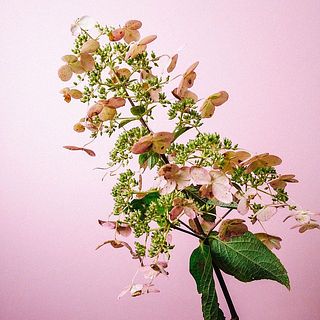 ピラミッド紫陽花は、少し風合いのあるカラーリング。茶色く変色していることもあります。気になる場合はやさしく取り除いてください。