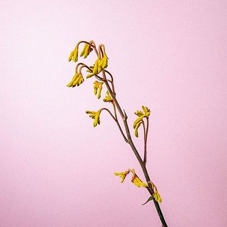カンガルーポーは水下りしやすいお花。深水にいけましょう。