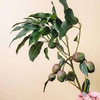 ベルギーナッツはドライな質感。葉っぱには一部痛みがあります。気になる場合は優しくとってください。