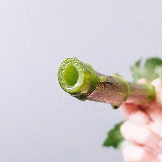 ダリアの茎は真っ直ぐにカットしましょう