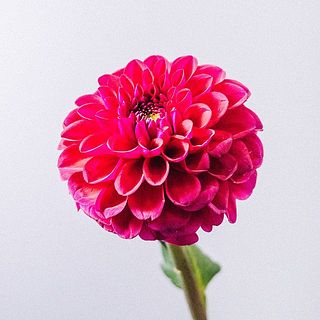 朝日てまり