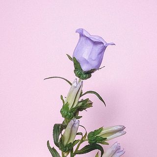カンパニュラの花びらは繊細なため、傷が付いていることも。