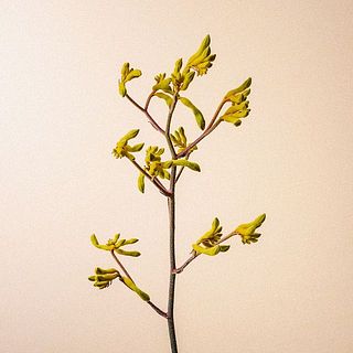 カンガルーの前足のような形をした「カンガルーポー」。水下がりしやすいお花なので、水切りがおすすめ。