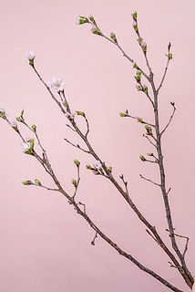 啓翁桜