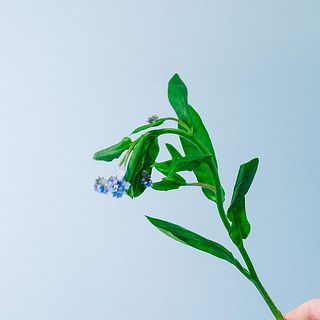 花の特性上、俯きがちに咲きます