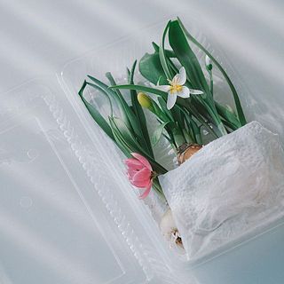 球根たちはプラスチックのパックに入って届きます。受け取ったらなるべく早く水に浸けてあげてください。