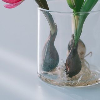 水の量は根が少し浸かるくらいでOK。